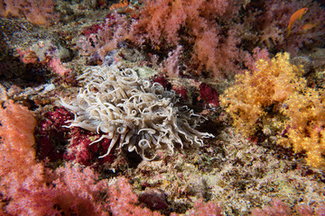 Wall Mural - Maldives corals house for Fishes