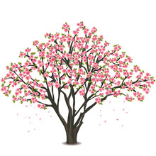 Japanese Cherry Tree Blossom Over White