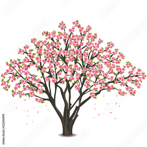 Fotomural Japanese cherry tree blossom over white