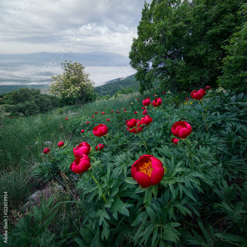 Láminas Poppies, Konyavksa Mountain, Bulgaria, Europe