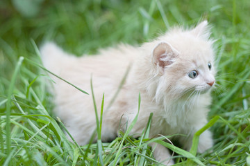  kitten walks in the grass