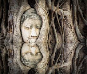 Reflections of Ancient buddha head in a tree
