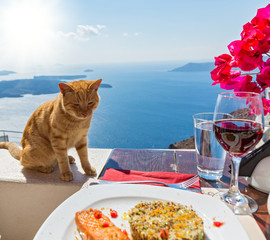 Wall Mural -  Hungry cat and a plate of fish