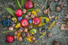 Autumn Still Life On Grass - Apples, Grapes, Nuts