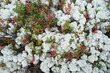 White reindeer moss with foxberry