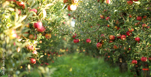 Fotomural Ripe Apples in Orchard ready for harvesting