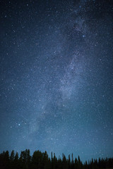 blue dark night sky with stars above field of trees.