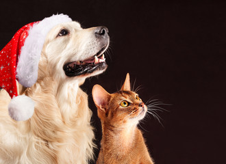 Christmas cat and dog, abyssinian kitten , golden retriever looks at right