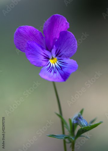 Macrophotographie Dune Fleur Sauvage Pensee Jaune Viola