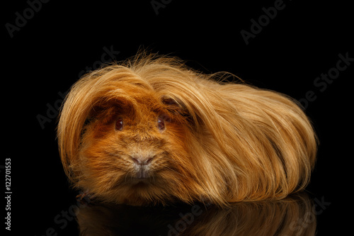 Peruvian Guinea Pig With Long Hair And Funny Hairstyle On Isolated