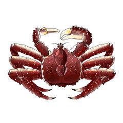 Wall Mural - King Crab, Isolated Illustration