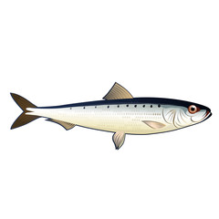 Wall Mural - Sardine, Isolated Illustration