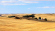 Palouse wheatfield