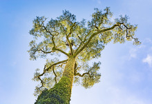 Kauri Tree With Blue Sky Background