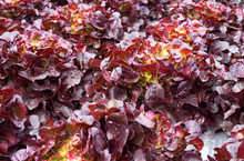 Close Up Of Red Lettuce Leaves