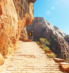 Wall Mural - Hike in Zion