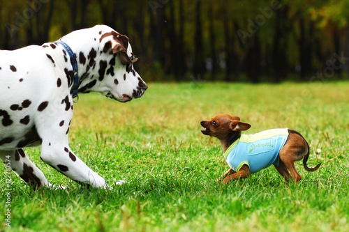 Photographie Small dog toy Terrier in clothes bares his teeth at a large Dalm
