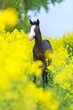 Beautiful black foal among yellow flowers
