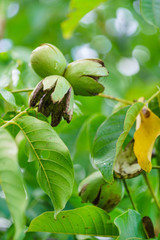 Wall Mural - ripe walnut on tree