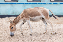 Persian Onager (Equus Hemionus Onager)