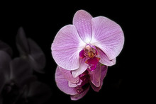 Flower Purple Orchid On A Black Background