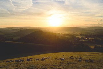 Wall Mural - Flock of sheep grazing at sunrise in a field of Marshwood Vale in Dorset AONB (Area of Outstanding Natural Beauty)