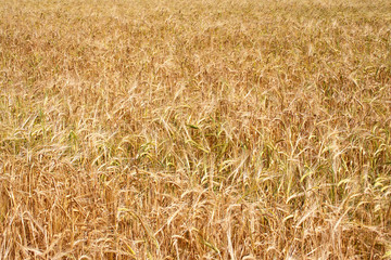 Field of ripe rye.