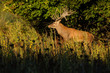 Big and beautiful red deer during the deer rut in the nature habitat in Czech Republic, european animals, deer rut, deer-park