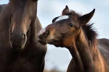  Mare and foal close up portrait