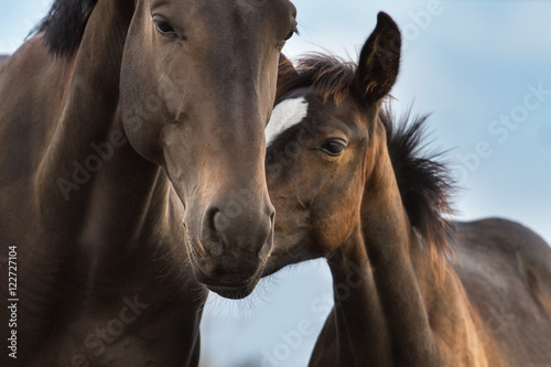 Fotografía Mare and foal close up portrait