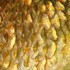 Wall Mural - Close up of fish skin with scales. Natural background from Northern Pike (Esox Lucius).