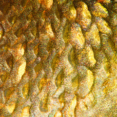 Sticker - Close up of fish skin with scales. Natural background from Northern Pike (Esox Lucius).