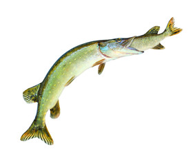 Wall Mural - Bigger Pike eating smaller a Pike. Fish catching fish. Competition concept. Northern Pike (Esox Lucius) on white background.