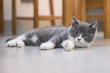 © chendongshan - British Shorthair, kitten, shot indoors