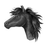 Fototapeta Konie - Black mare horse sketch for riding club design