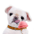 Dog Eats Ice Cream. Isolated On The White.