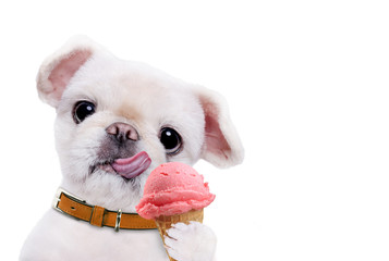 Wall Mural - Dog eats ice cream. Isolated on the white.