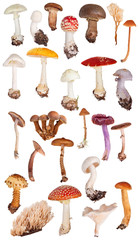 Wall Mural - set of twenty five toadstools isolated on white