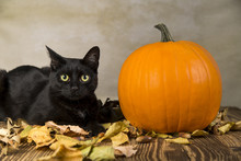 Back Cat As A Symbol Of Halloween With Orange Pumpkin