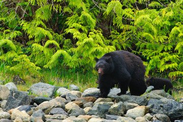 coastal black bears