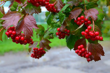 Bunches Of Red Viburnum Berries With Raindrops At The End Of Summer Season. Fresh Organic Guelder Rose With Green Leaves In Village Garden. Seasonal Fruit, Fall Harvest And Medicinal Plant Concept.
