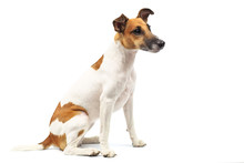 Portrait Of A Purebred Smooth Fox Terrier Of White Background