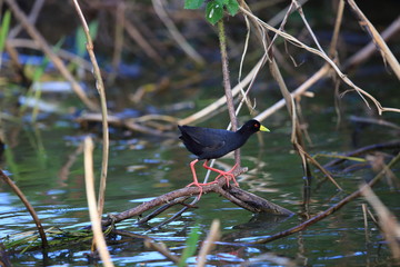 Wall Mural - African black crake (Amaurornis flavirostra) in Uganda

