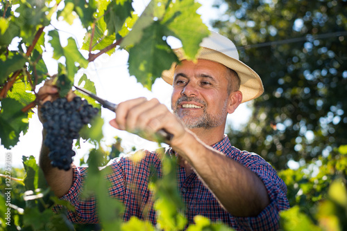 Fotomural Middle age worker picking ripe grapes in vine garden