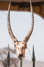 Skull Gazelle In Samburu National Park, Africa Kenya