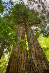 Wall Mural - Küstenmammutbäume (Sequoia sempervirens)