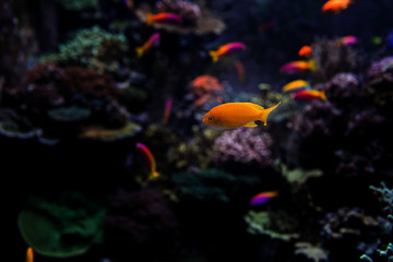 Wall Mural - Aquarium fish in Singapore