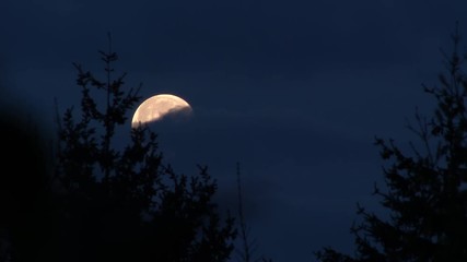 Wall Mural - 4K Full moon at night behind evergreen tree forest with clouds passing by, time lapse.