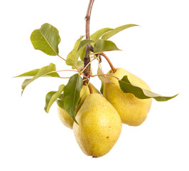 ripe pears on a branch with leaves. isolated on white background