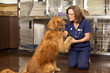 Veterinarian with Golden Retriever Dog in Office